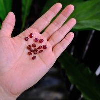 loose ruby stones, unheated ruby price per carat, loose ruby stones for sale, ruby gemstone singapore, red ruby necklace and earring set, ruby red stone necklace, Gem Gardener